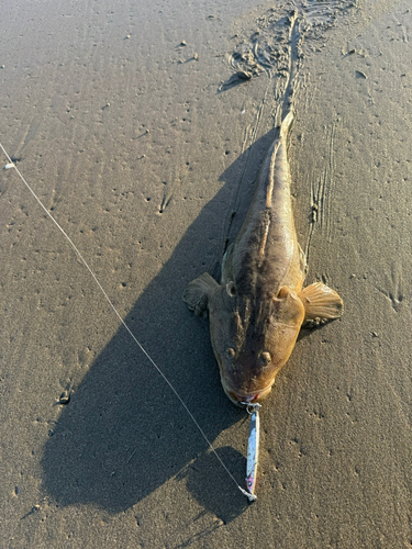 マゴチの釣果