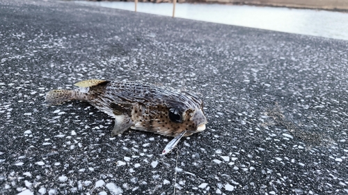 ハリセンボンの釣果