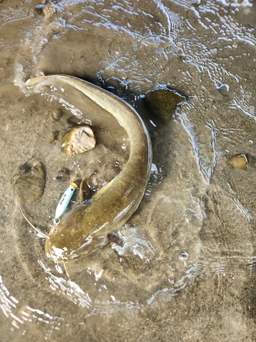 ナマズの釣果