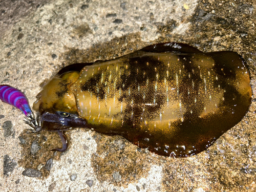 アオリイカの釣果