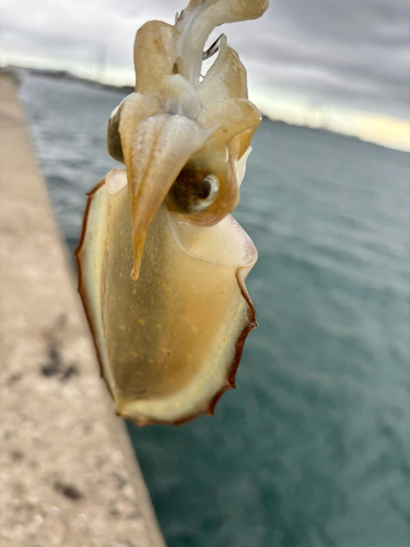 モンゴウイカの釣果