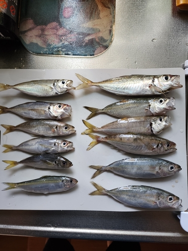 アジの釣果