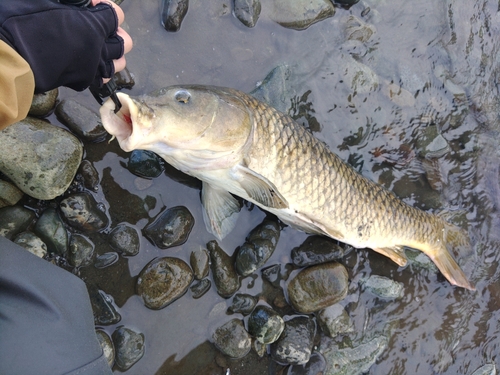 コイの釣果