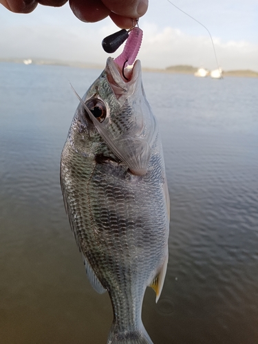 キビレの釣果