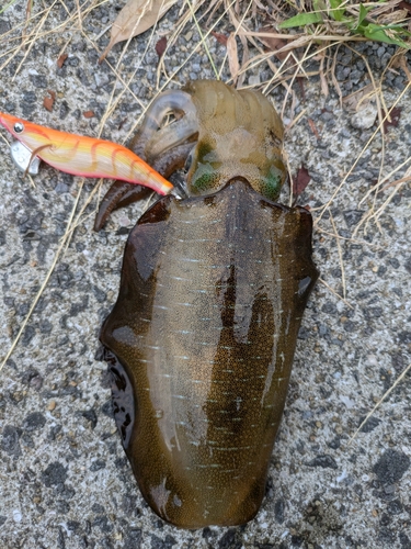 アオリイカの釣果