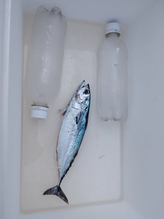 ヒラソウダの釣果