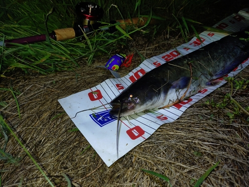 ナマズの釣果