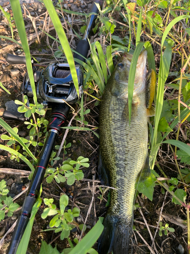 ラージマウスバスの釣果