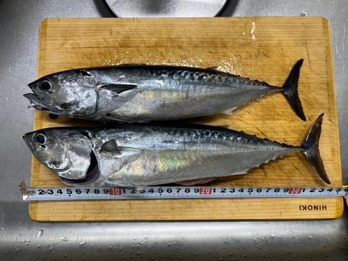 マルソウダの釣果