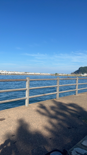 ツバスの釣果