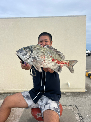 ミナミクロダイの釣果