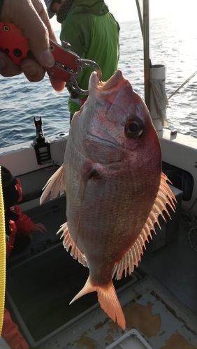 マダイの釣果