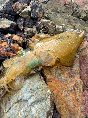 アオリイカの釣果