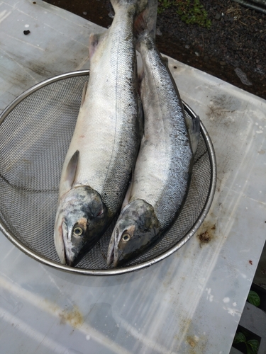 サケの釣果