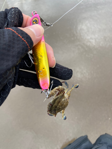 カニの釣果