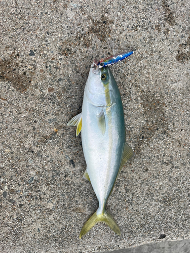 ツバイソの釣果