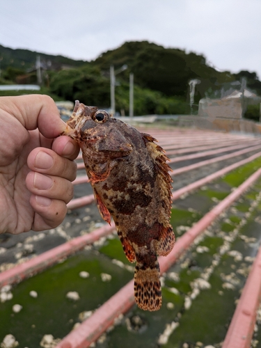 ヨロイメバルの釣果