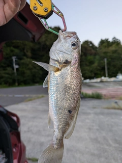 イシモチの釣果