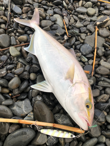 ショゴの釣果