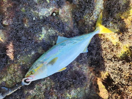 イナダの釣果