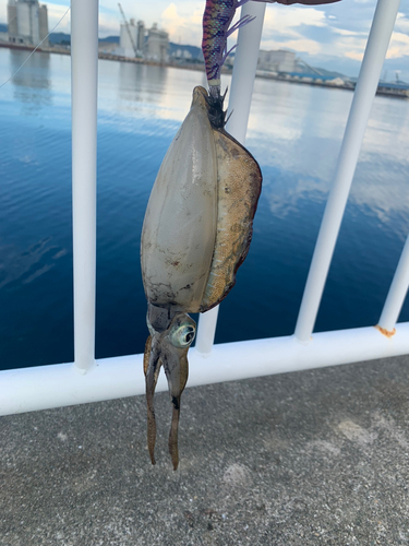 イカの釣果