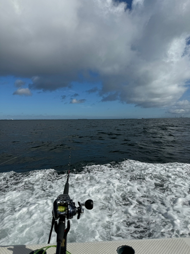 タチウオの釣果