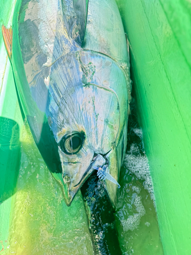 キハダマグロの釣果