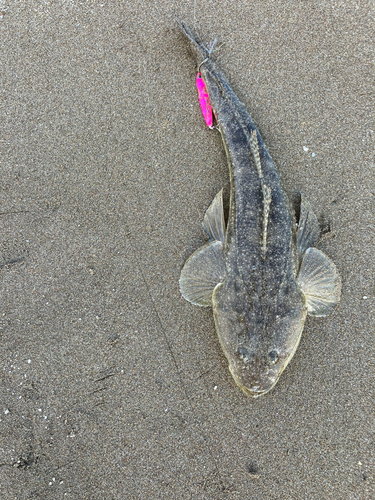 コチの釣果