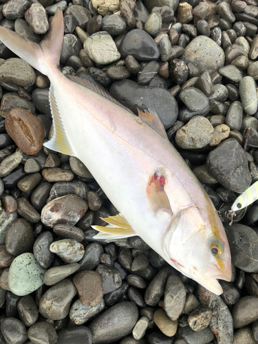 ショゴの釣果