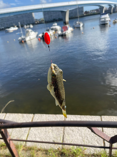 クサフグの釣果