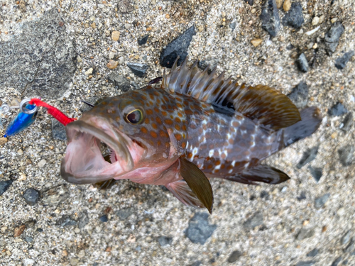 キジハタの釣果