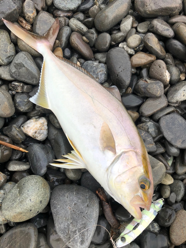 ショゴの釣果