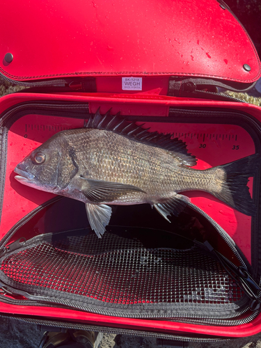 チヌの釣果