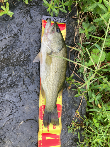 ブラックバスの釣果