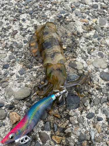 アオリイカの釣果