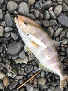 ショゴの釣果