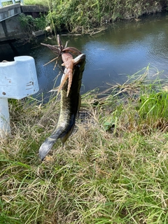 ライギョの釣果