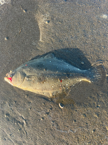 ソゲの釣果