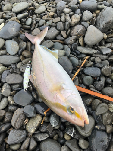 ショゴの釣果