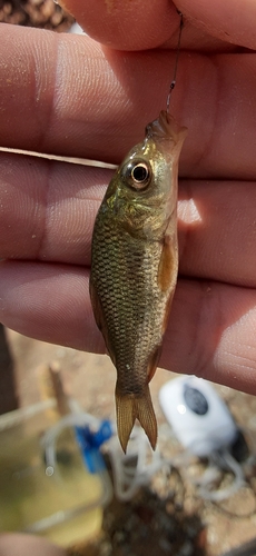 フナの釣果