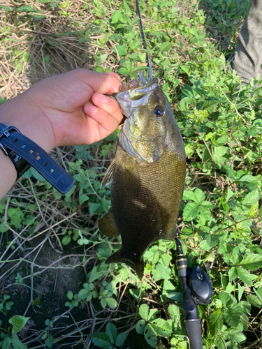 スモールマウスバスの釣果