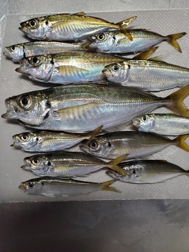 アジの釣果