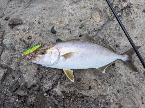 ネリゴの釣果