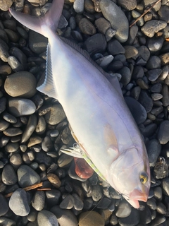 ショゴの釣果