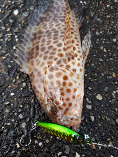 オオモンハタの釣果