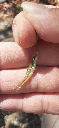 クチボソの釣果