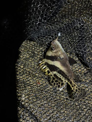 コショウダイの釣果