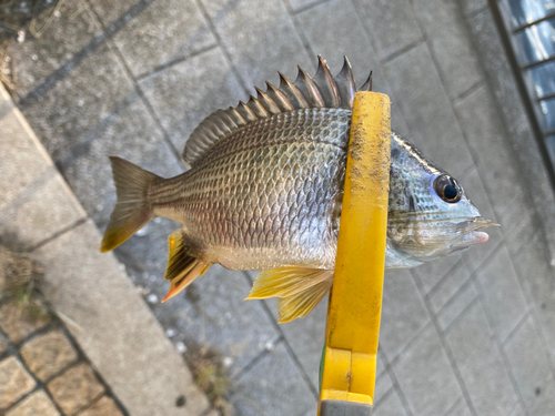 キビレの釣果