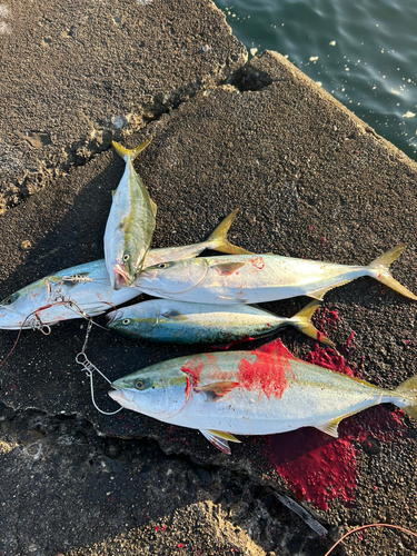 イナダの釣果