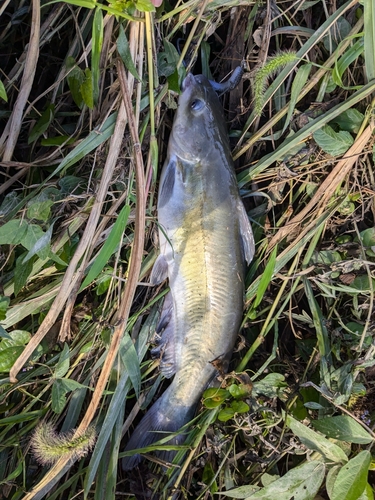 アメリカナマズの釣果